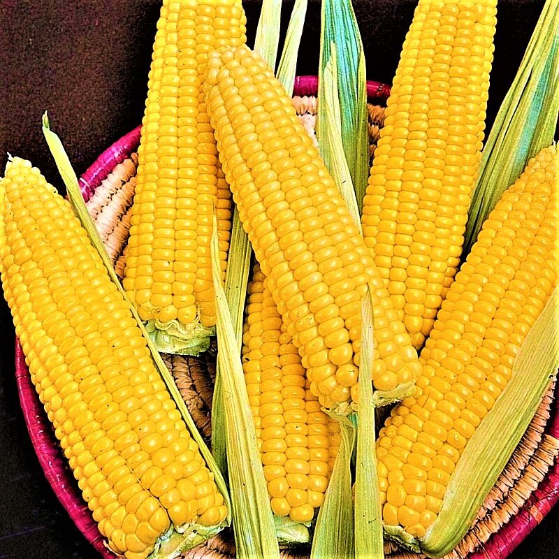  Сладкая кукуруза желанна на каждом столе. Фото с сайта: https://clck.ru/Ti3yK.