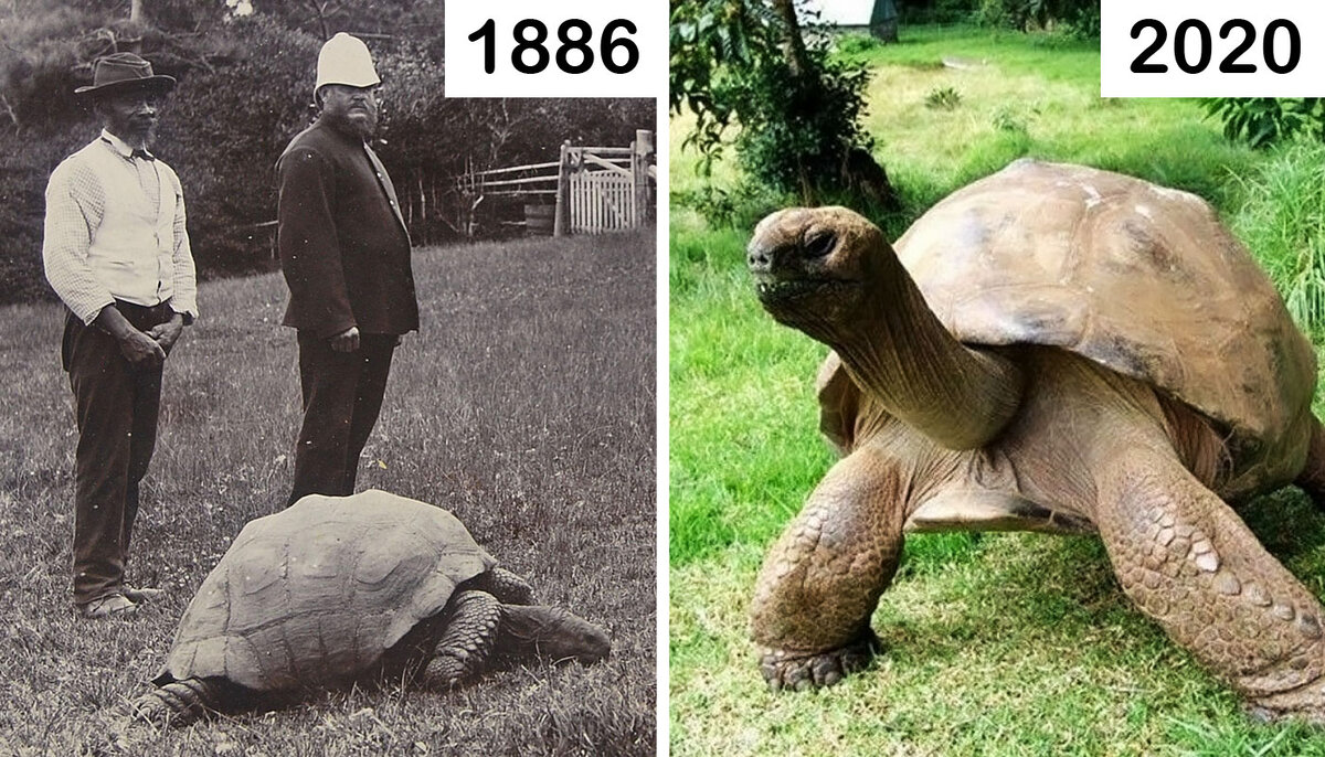 Черепаха Джонатан на фото в 1886 году и в наши дни. История черепахи  пережившей всех своих собратьев | Robinson | Дзен