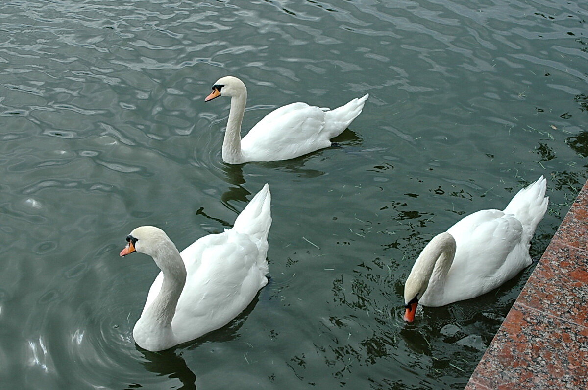 Астраханские лебеди.