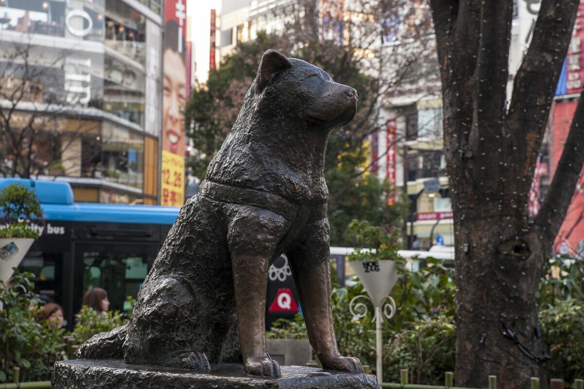 Tokyo dogs. Статуя Хатико в Токио. Памятник Хатико на станции Сибуя. Памятник Хатико в Японии. Памятник Хатико, Токио, Япония.