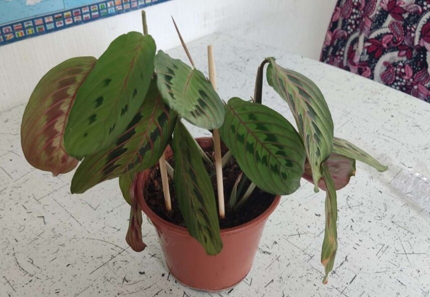 Укоренившееся черенки