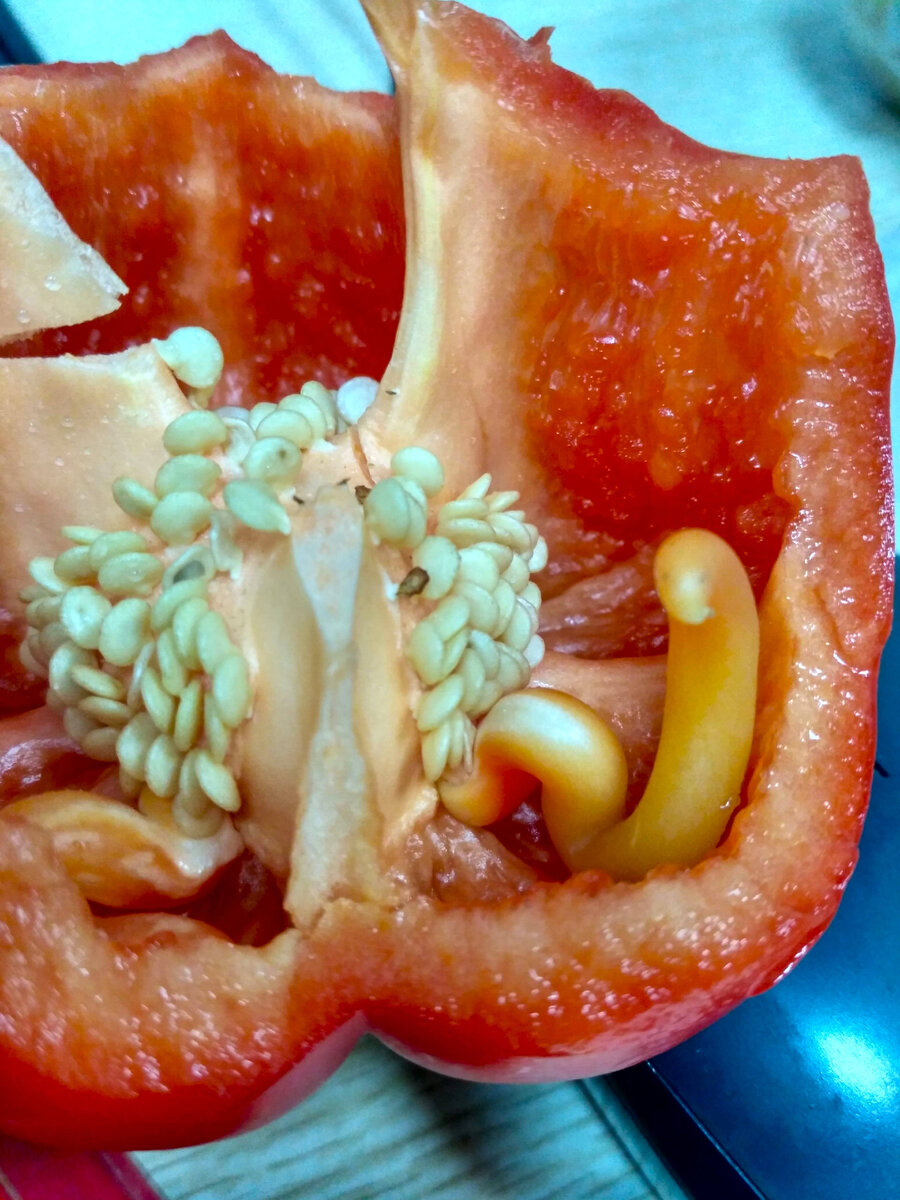 Даже глазки есть! Ну чем не зародыш змеи?