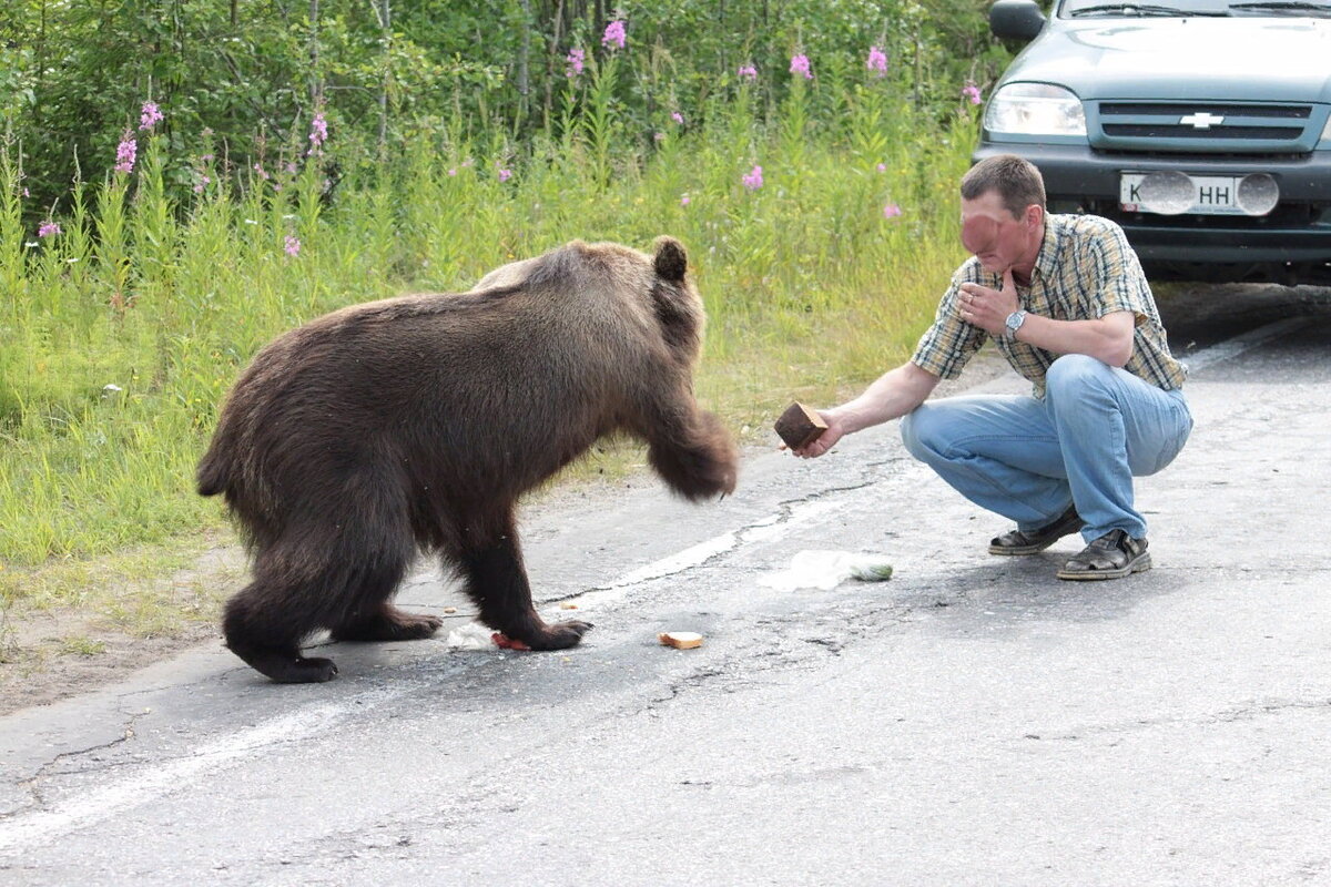 Медведь на даче