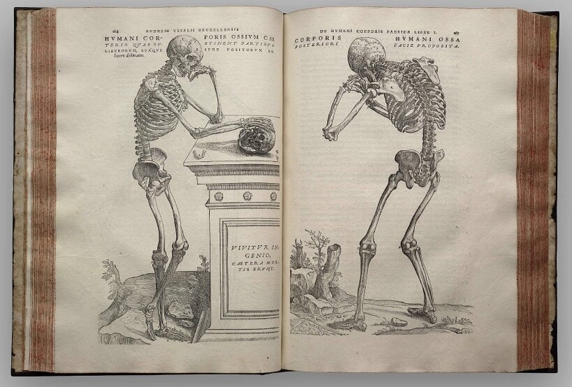 Иллюстрации в книге "О строении человеческого тела". Источник: twitter.com