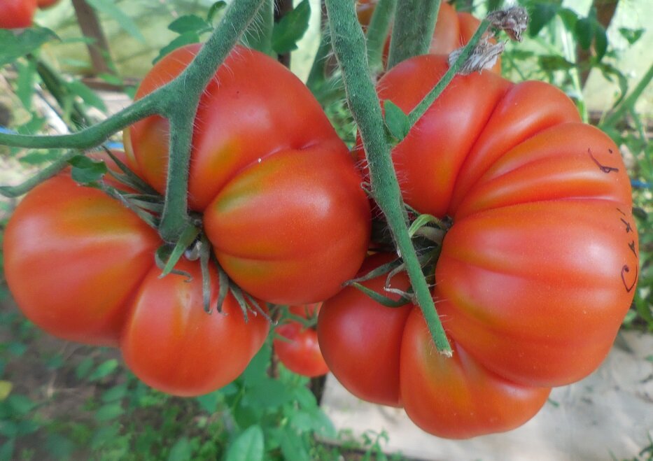 Сахарная Голова, очень интересная форма плодов!