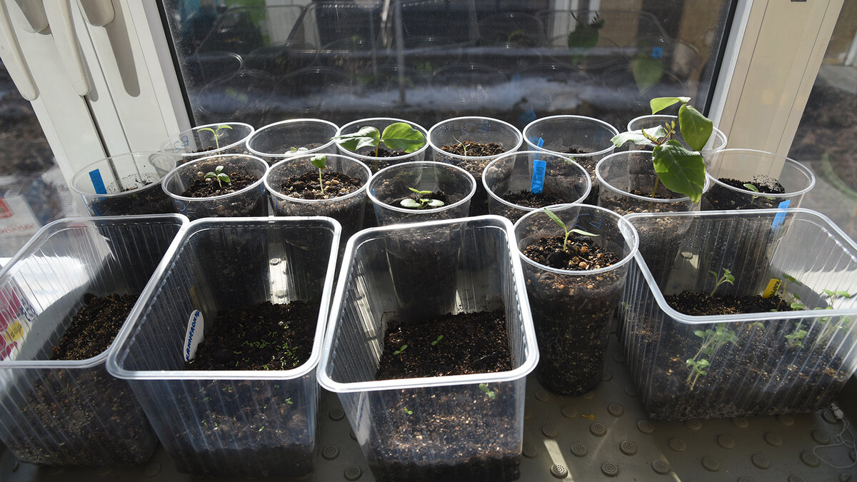 Если вы сеете рассаду в марте и у вас есть окно южного, западного, или на крайний случай восточного направлений, то на лампах можно сэкономить.