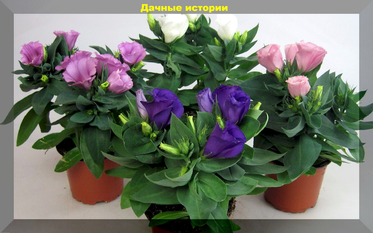 Эустома Кармен Блю Рим