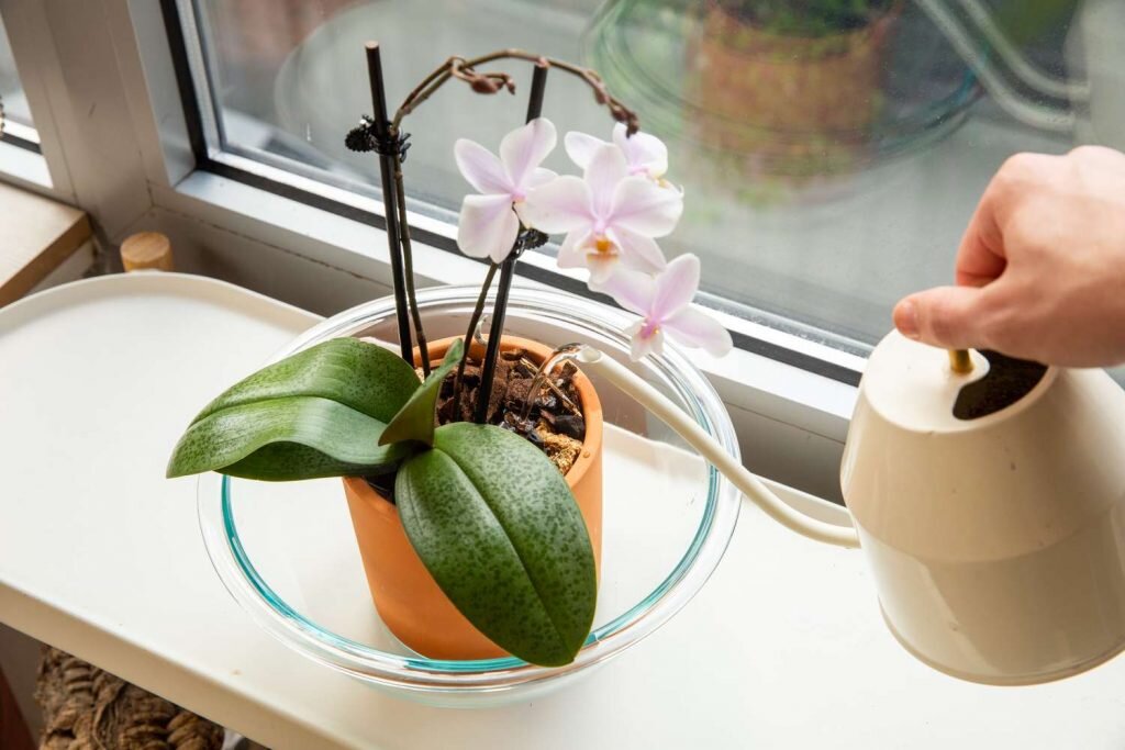 Как поливать орхидею весной в домашних условиях. Способы посадки орхидей.