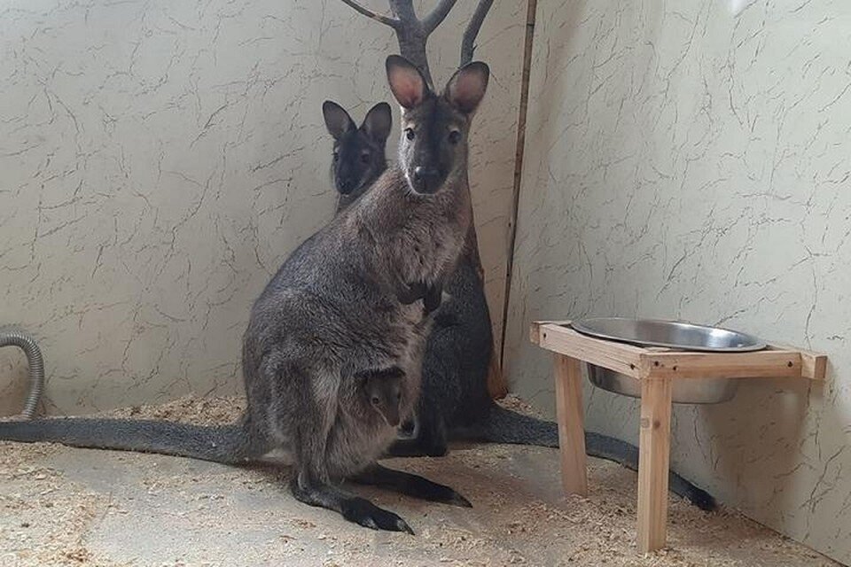     Мама Крошка Ру вместе со взрослой дочкой и маленьким детенышем. Фото: зооцентр «Питон»