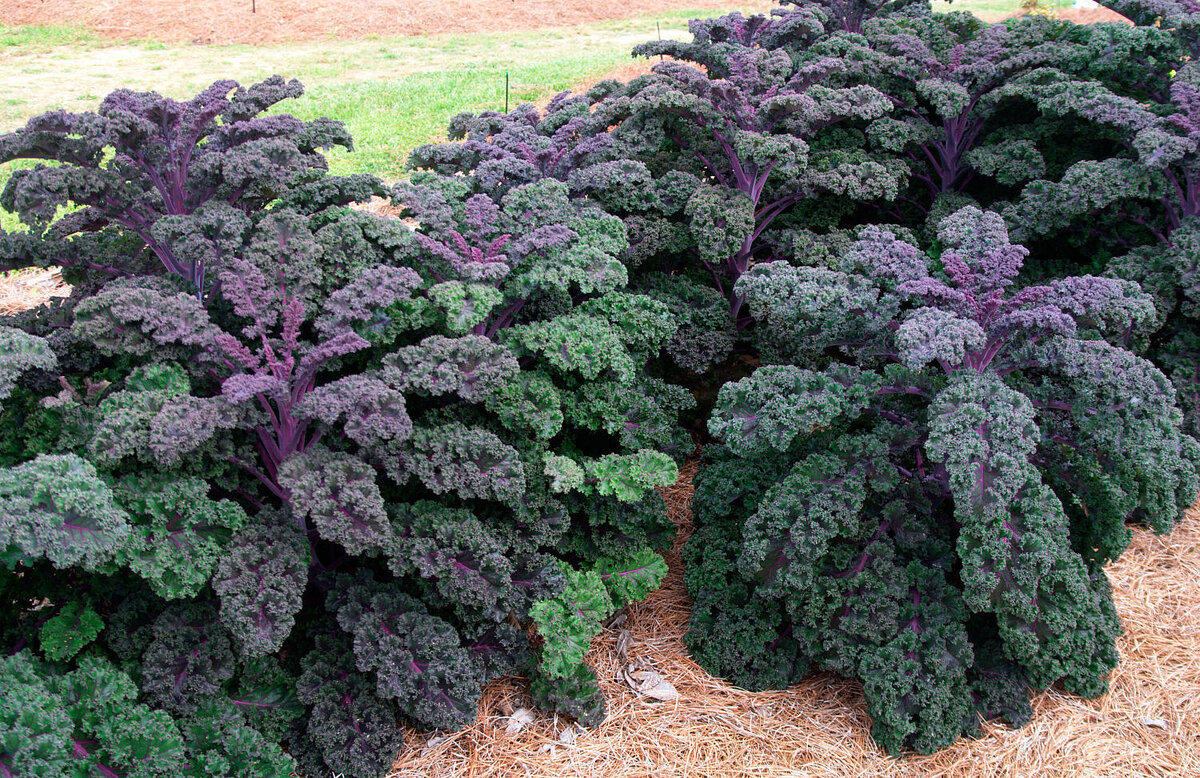    Кале — листовая овощная культура. Фото с сайта delenka-club.ru