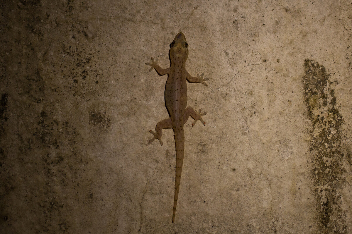Hemidactylus frenatus. Фото автора