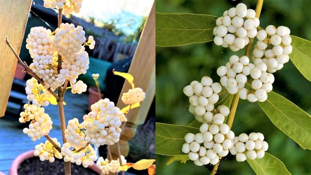 Эффектный кустарник красивый даже зимой! | GardenLife | Дзен