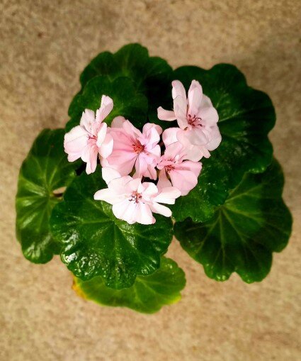 Давайте знакомиться. Это я, зональная пеларгония Occold  Lagoon