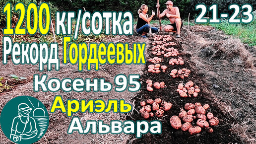 Tải video: 🏆 Рекордный урожай 🥔 Сбор урожая 26 сортов картофеля в жарком климате: Альвара, Ариэль, Косень 95