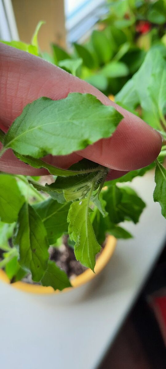 Такая маленькая белокрылка