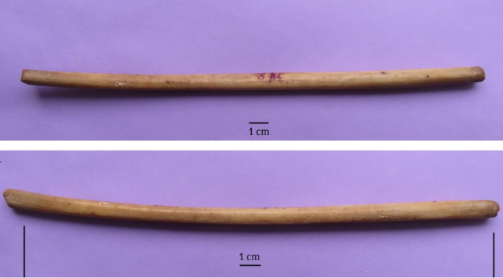   Selena Vitezovic et al. / International Journal of Osteoarchaeology, 2023
