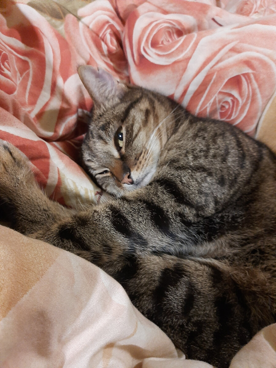 Кошка, которая лежит где хочет