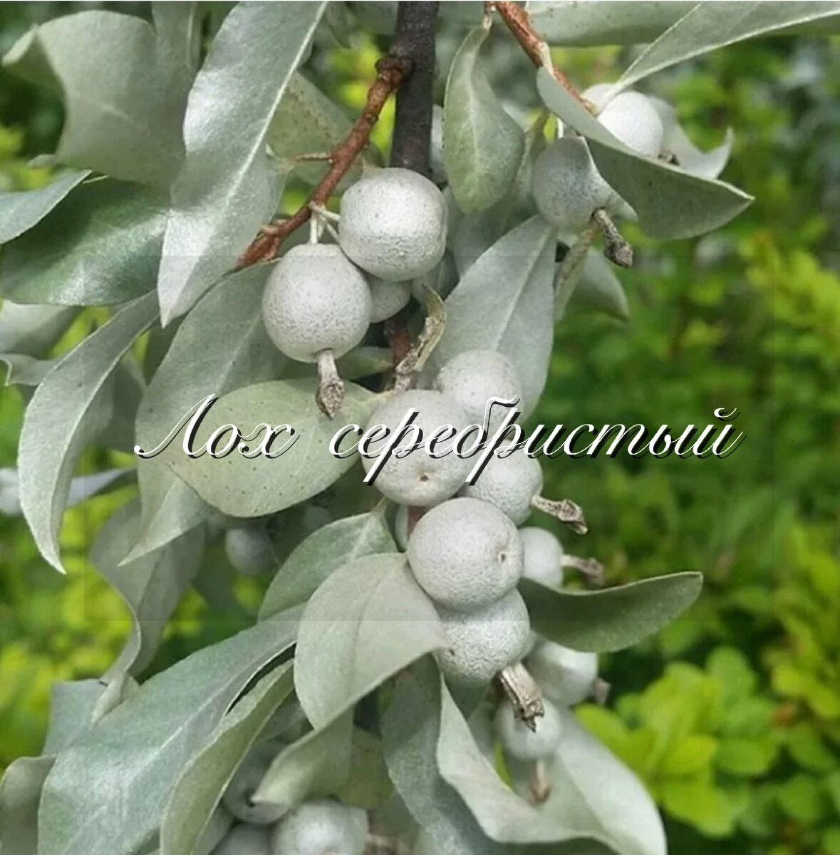 Лох серебристый фото. Лох серебристый (Elaeagnus commutata). Шефердия лох серебристый. Лох серебристый (Elaeagnus argentea). Лох серебристый узколистный серебристый.