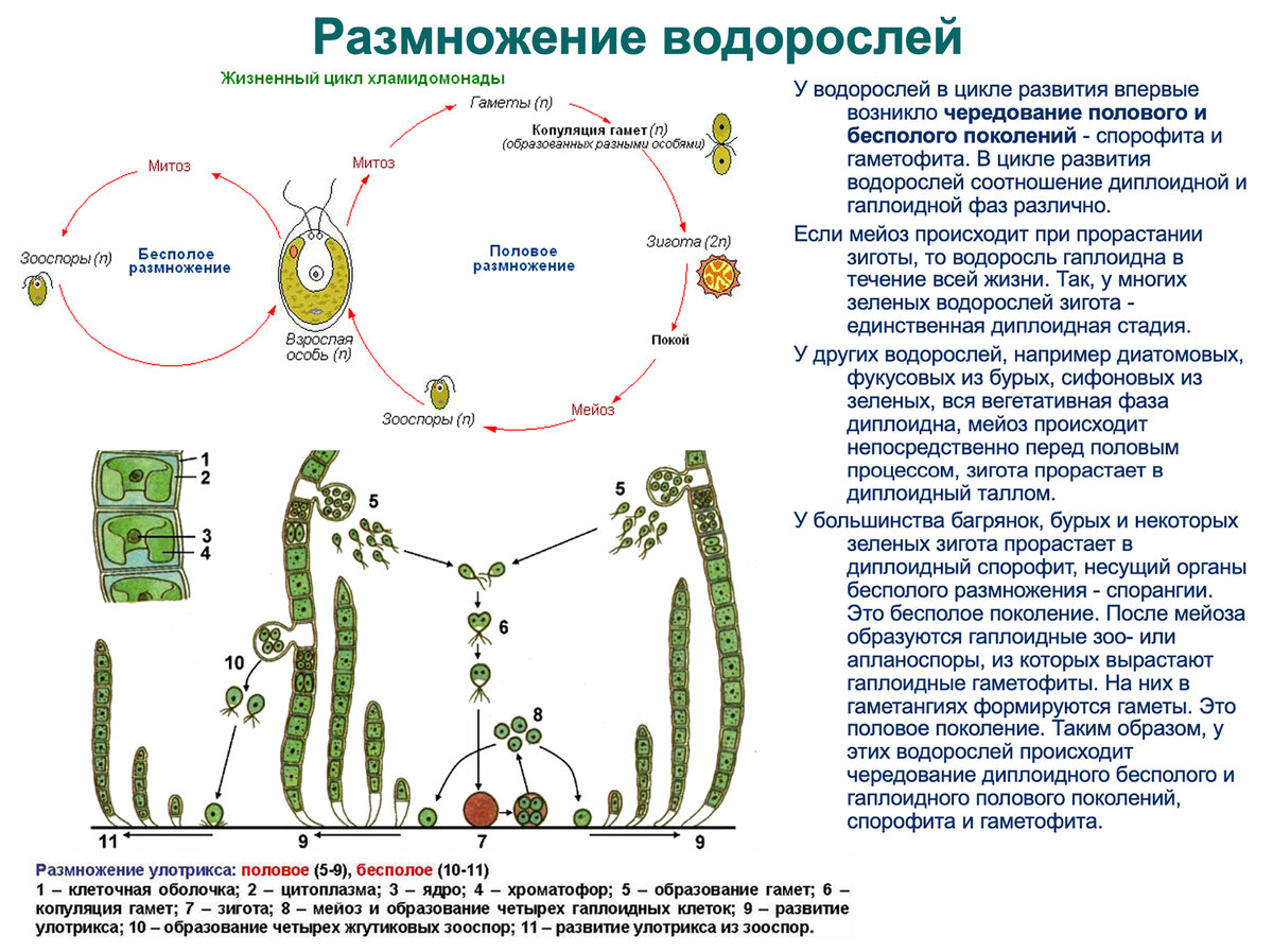 Цикл развития водорослей. Цикл развития мха ЕГЭ. Цикл развития водорослей для ЕГЭ. Цикл развития улотрикса.