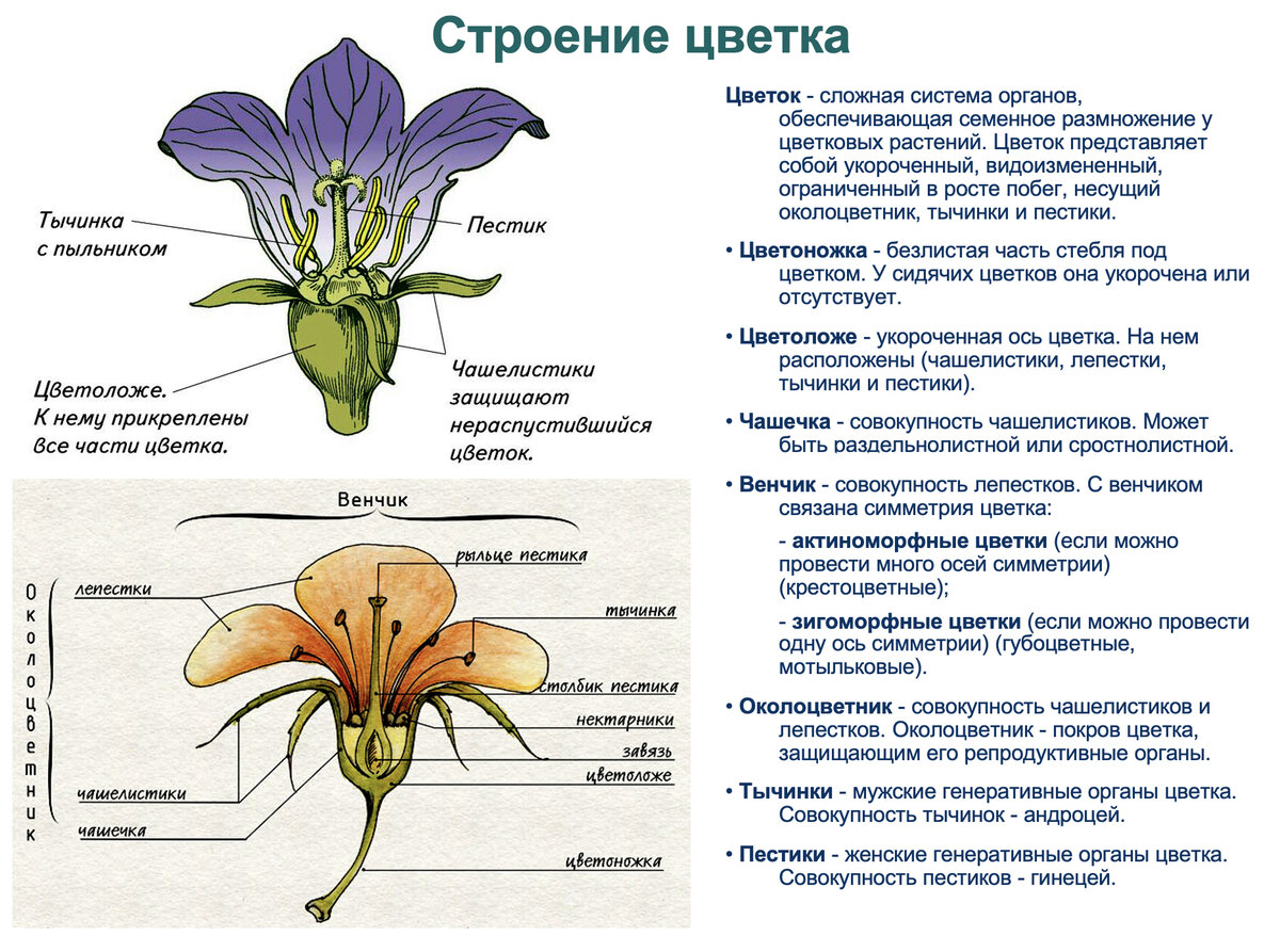 Строение цветок генеративные органы. Тест ЕГЭ по биологии 2023 растения. Как начать учить ботанику.