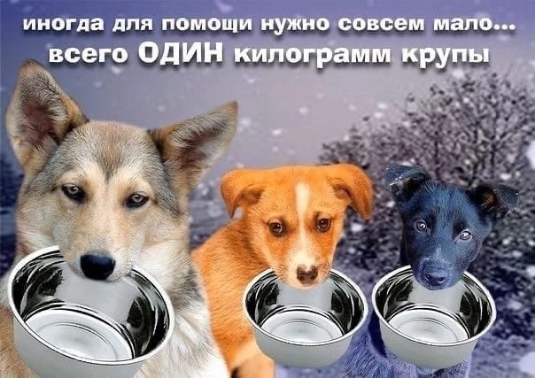 Надо чтобы мисочки были с кашей!