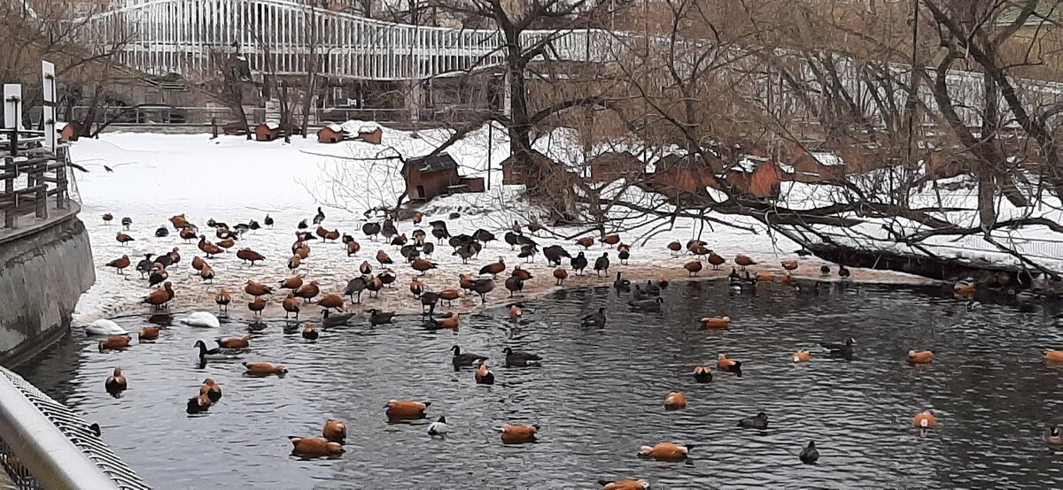 А этим все нипочем. Крякают и крякают... 