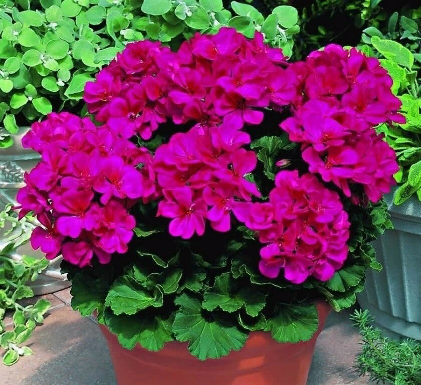 Сорта герани комнатной фото и названия Сорта герани комнатной фото и названия