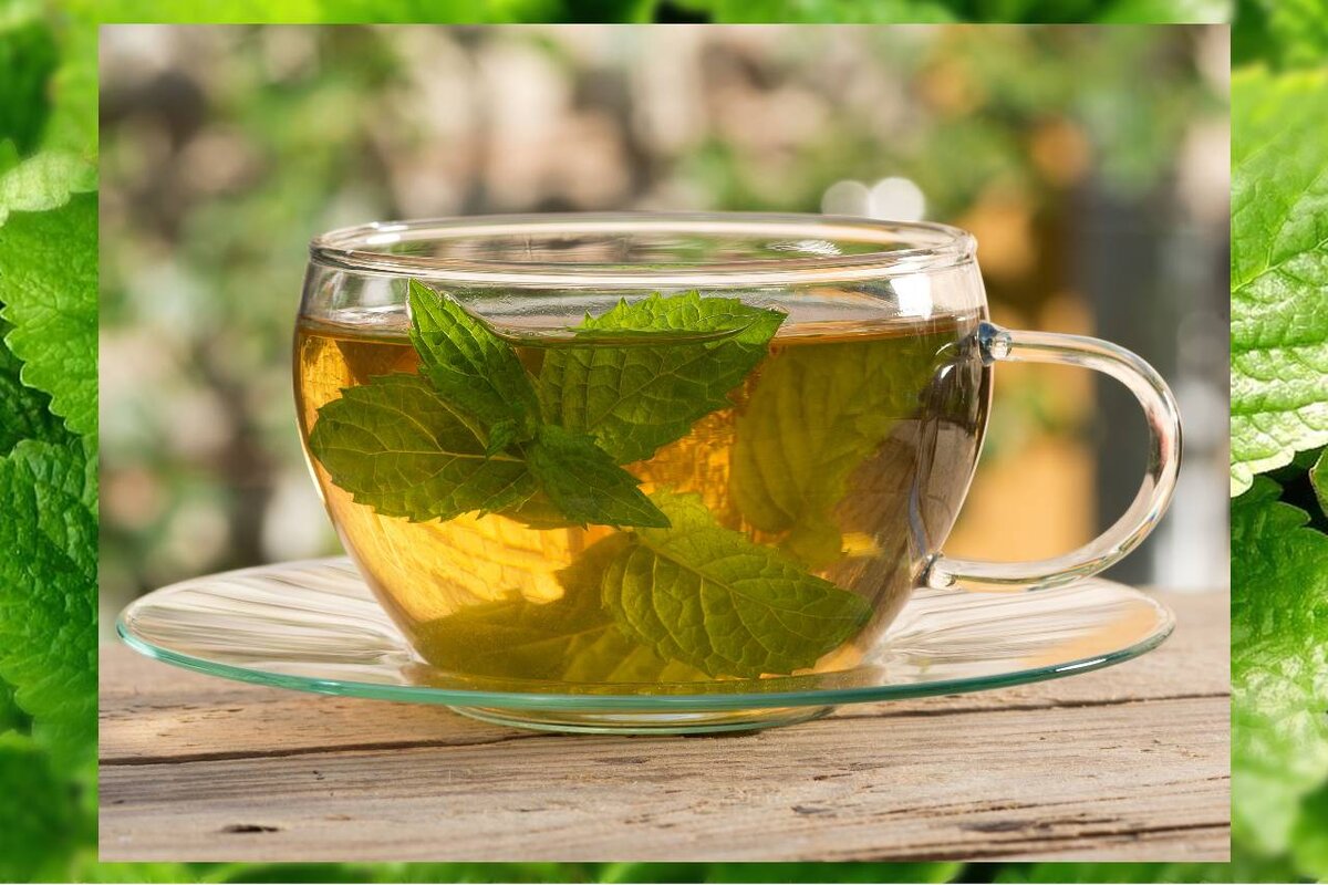 Листья мяты чай. Травяной чай Мелиса мята. Мята и зеленый чай. Чай с мятой.