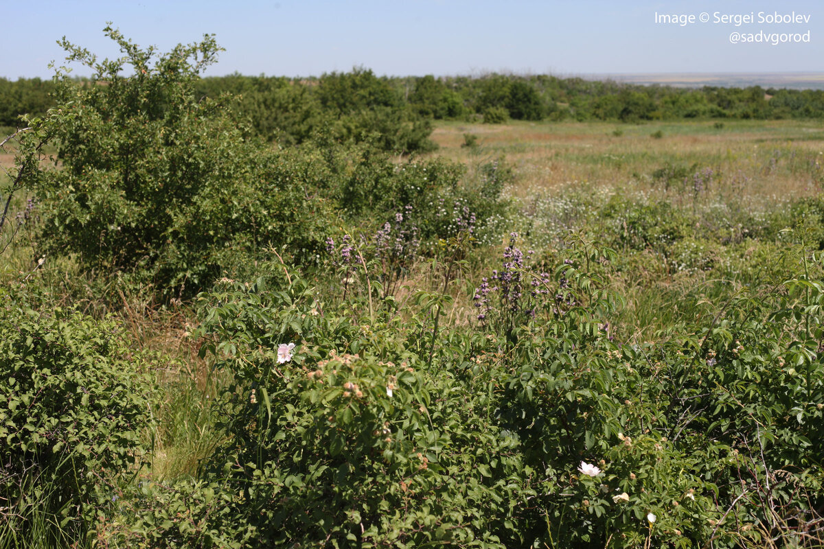 Шиповник заканчивает цветение в донских балках. Скорее всего это Шиповник собачий.