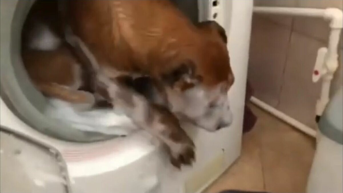     В Ростове-на-Дону полиция начала проверку после жалоб на блогера, издевающегося над собакой, сообщают СМИ.