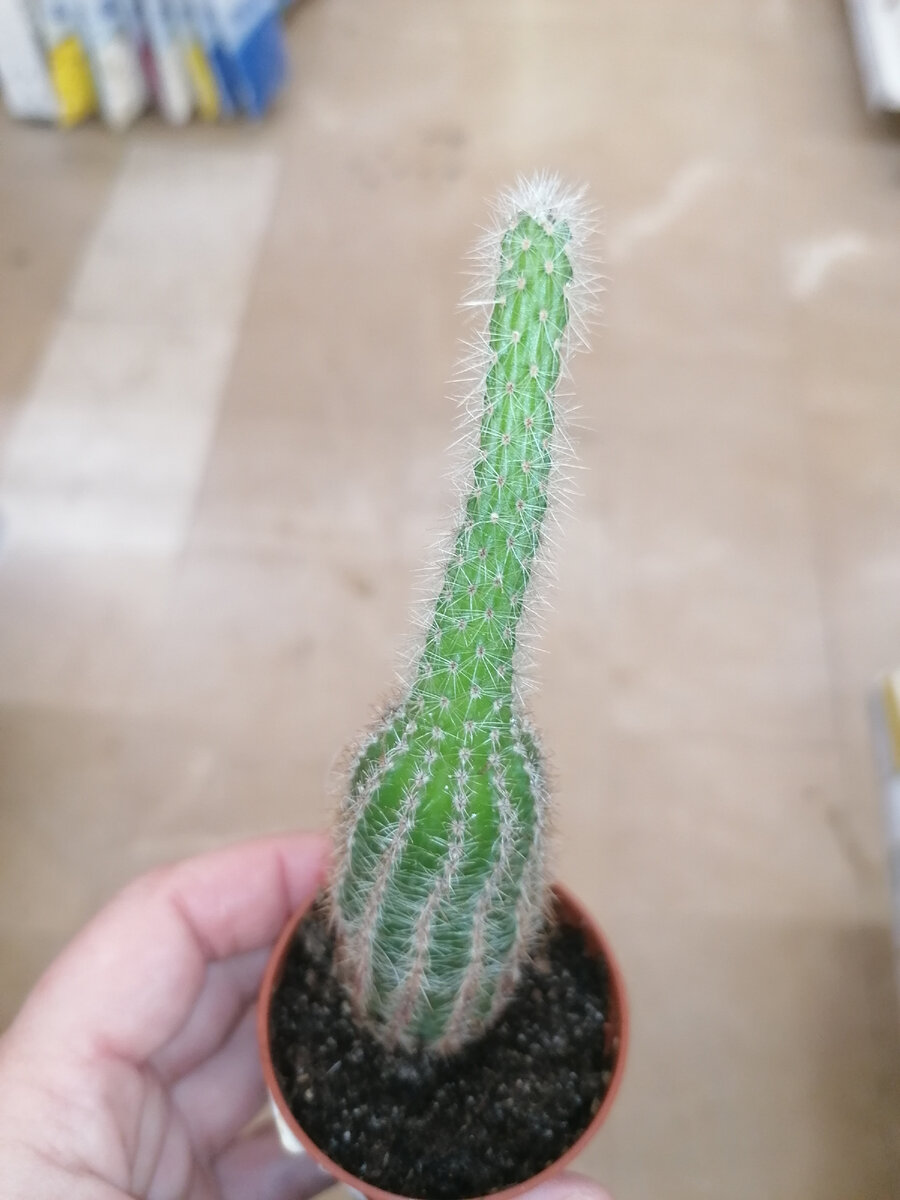 Кактус, вытянутый без сухой холодной зимовки. Фото автора @Маша Генералова