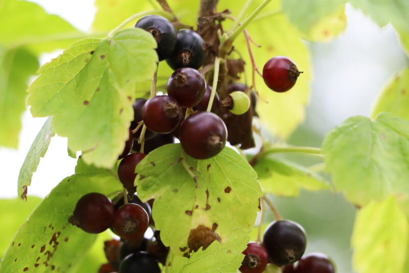 Фитоспорин помогает избежать многих болезней