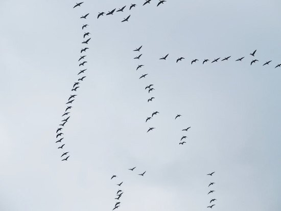     Фото: телеграм-канал «Курская область», автор Лариса Басова