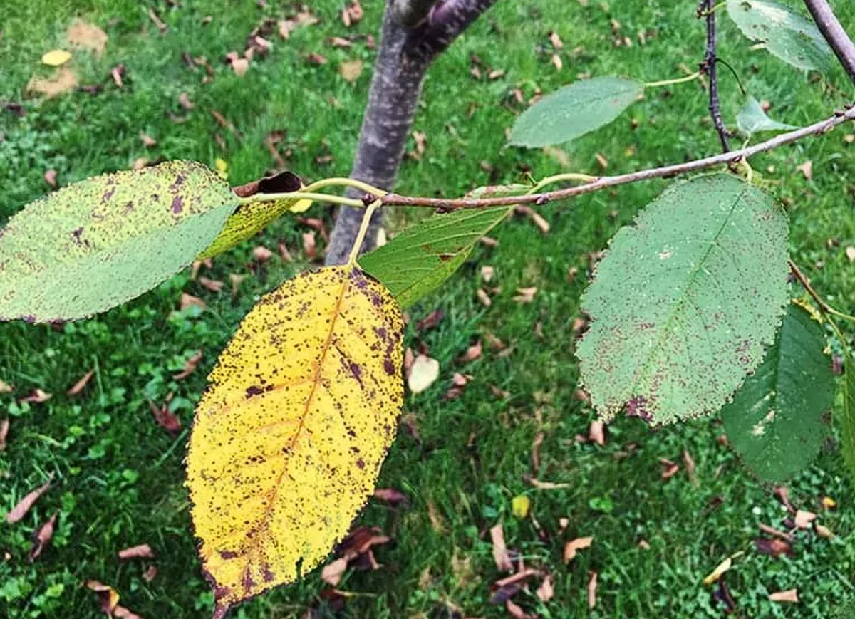 Сладкая вишня с грибковой инфекцией.