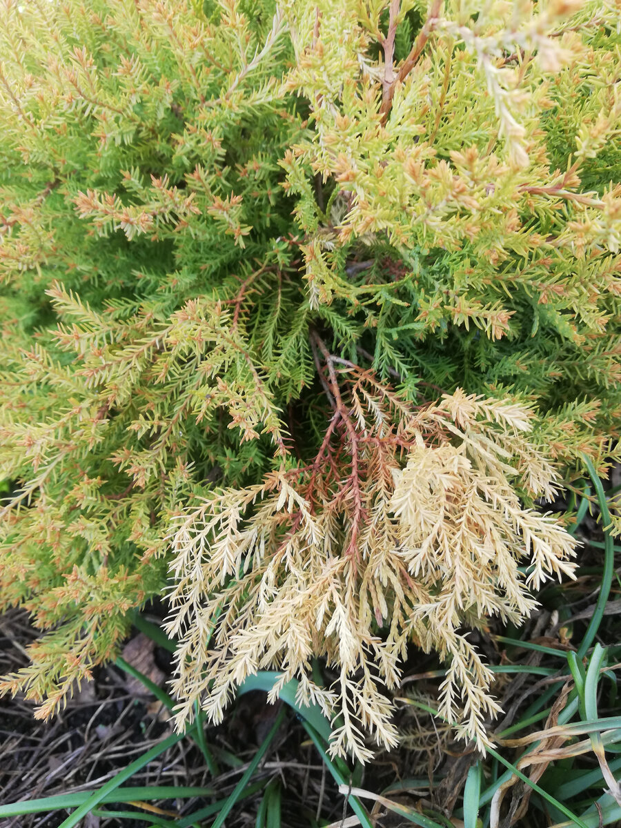 Туя "Клот оф Голд" (Thuja occidentalis 'Cloth of Gold'), отсохла пара веточек после зимы.