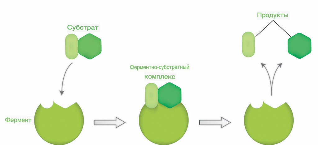 Ферменты в косметике: применение и польза