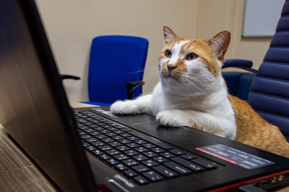 Нейросеть стала еще талантливее. 