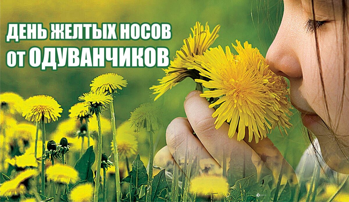 Всемирный день одуванчика 13 мая картинки. Желтый нос от одуванчиков. Носик одуванчик. Желтый день на работе. Желтый день в Москве.