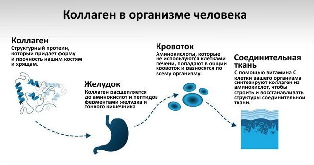 Чем можно заменить коллаген в домашних условиях Почему опущение желудка, кишечника резко ухудшает здоровье? Система доктора Соко