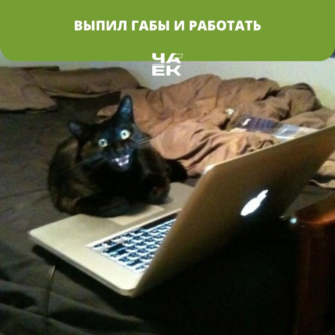 Котик за компом