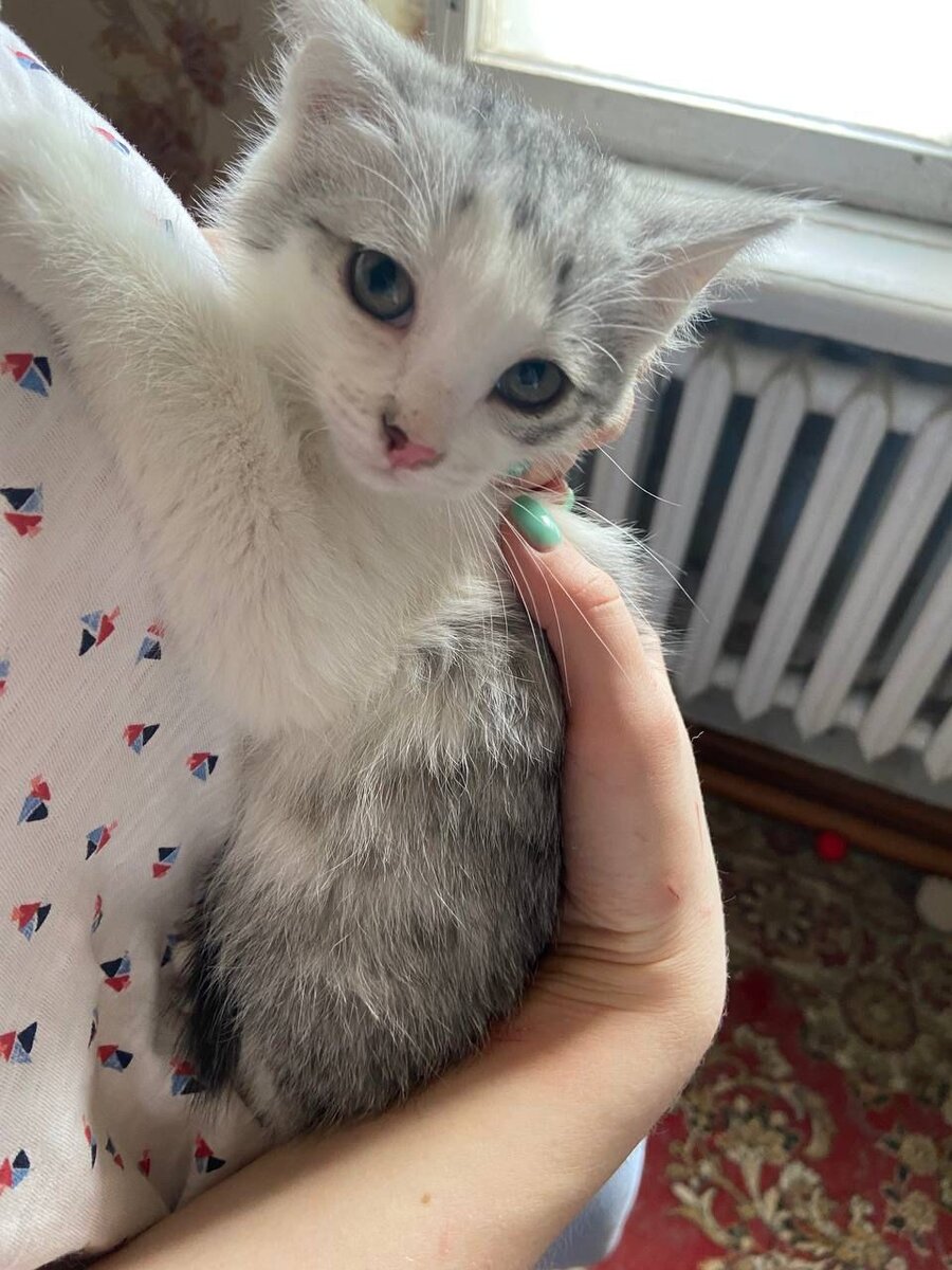 Кошки москва