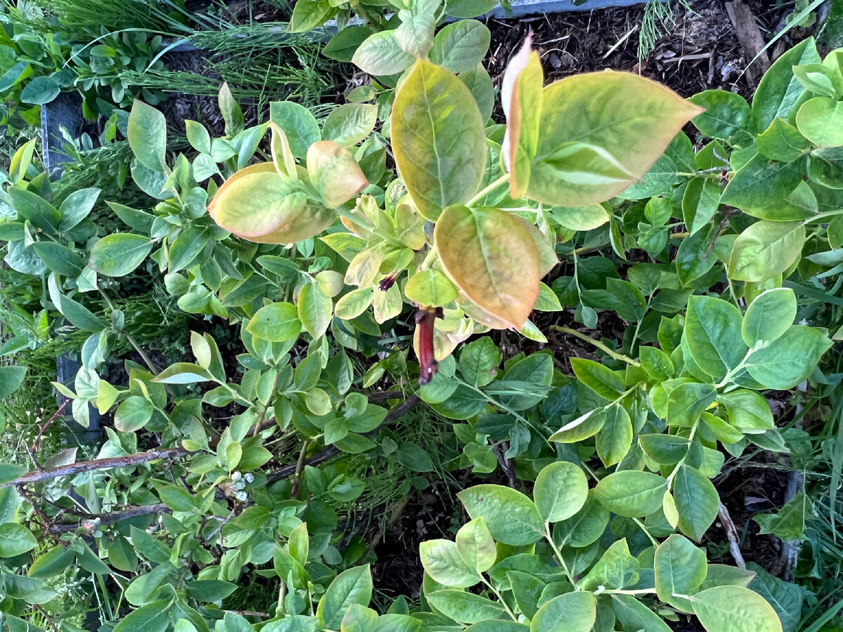 Фото автора.  24 июня 2023года