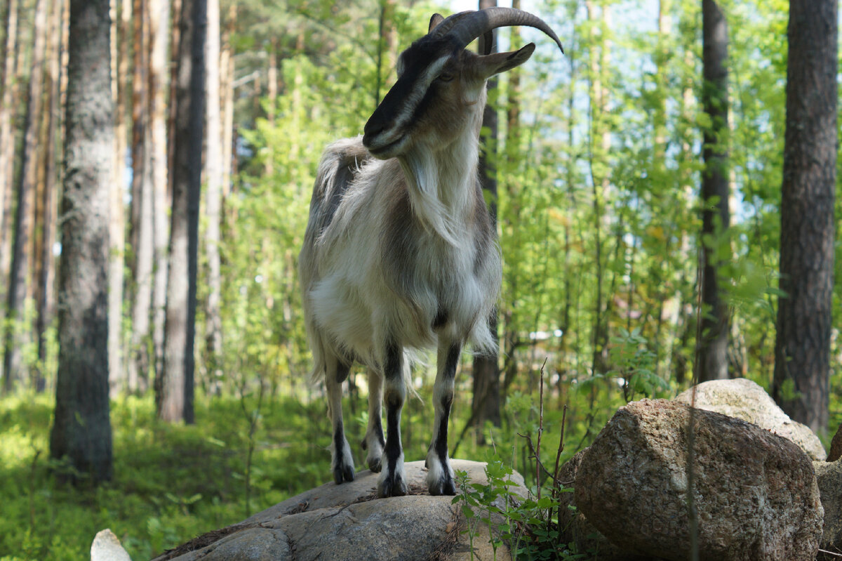 Разрешение на публикацию получено