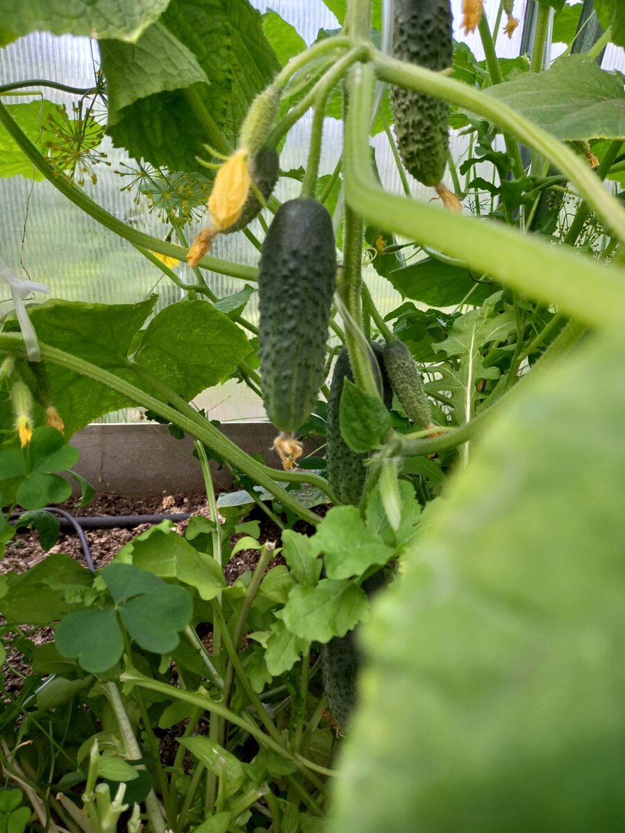 Фото автора . Огурчики уже едим свои