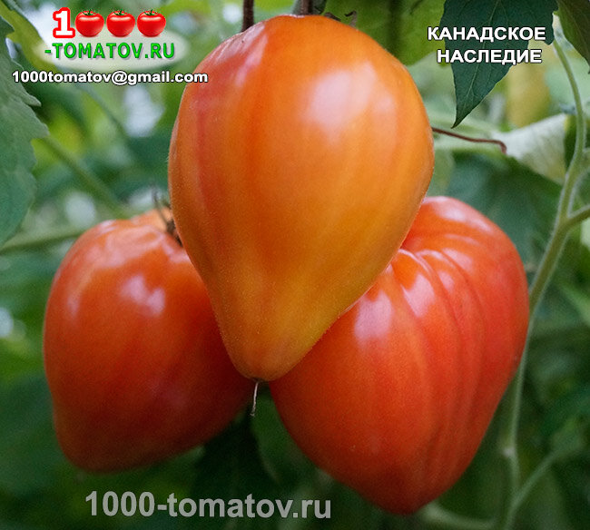 Томат Канадское наследие  Canadian Heritge  фото 1