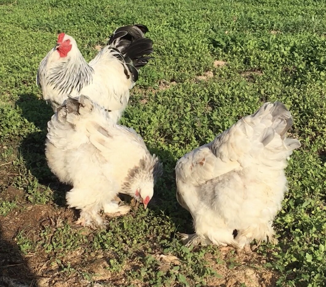 светлый колумбийский петушок с голубо-колумбийскими курочками, фото автора