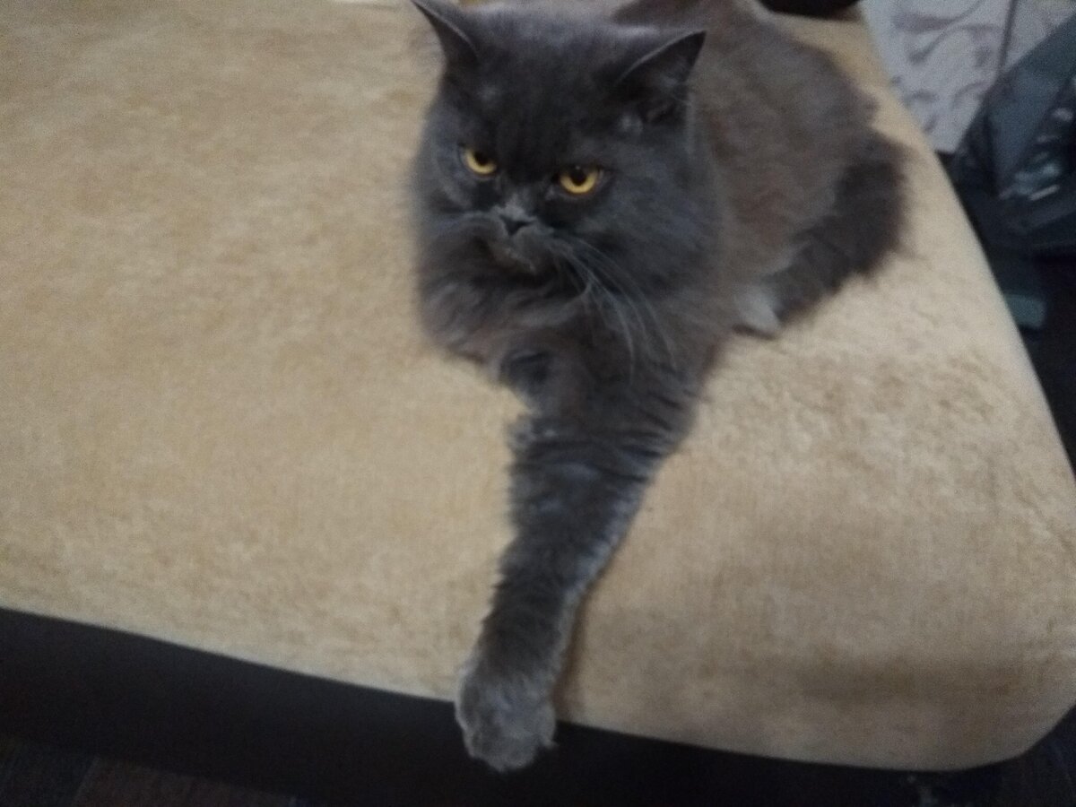 котэ укажет путь, самурай