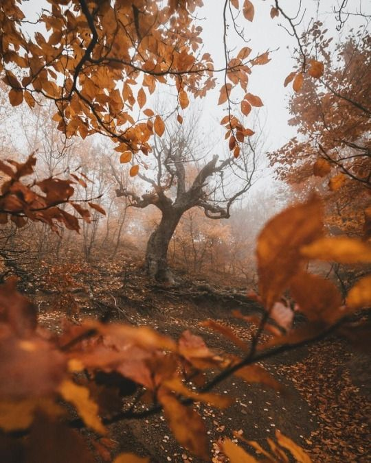 Осень моей жизни. Pinterest.ru
