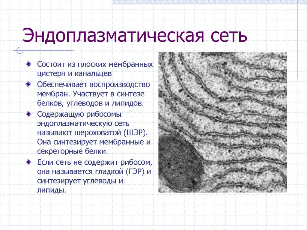 Состоит из мембранных цистерн и каналов. Шероховатая эндоплазматическая сеть строение и функции. Эндоплазматическая сеть в клетке. Состоит из мембранных цистерн и каналов. Цистерны комплекса гольджи.