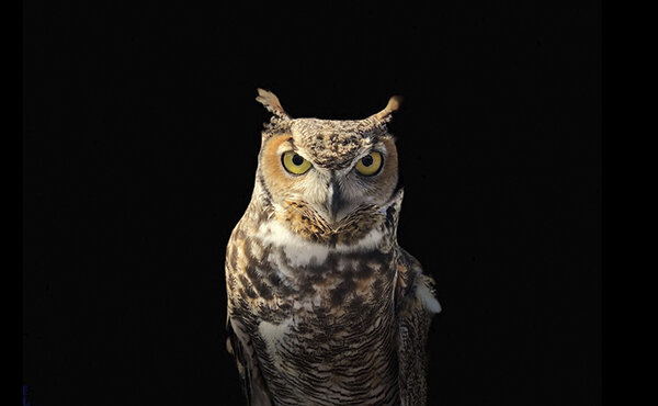 А вы настоящий эрудит? Попробуйте ответить на 7 вопросов.